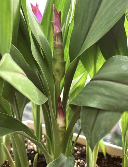 姜荷花怎么养，姜荷花怎么养殖方法-第1张图片-优品飞百科