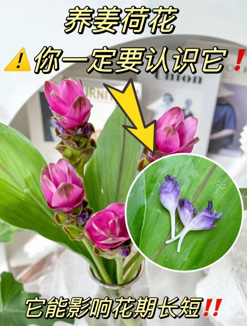 姜荷花怎么养，姜荷花怎么养殖方法-第2张图片-优品飞百科