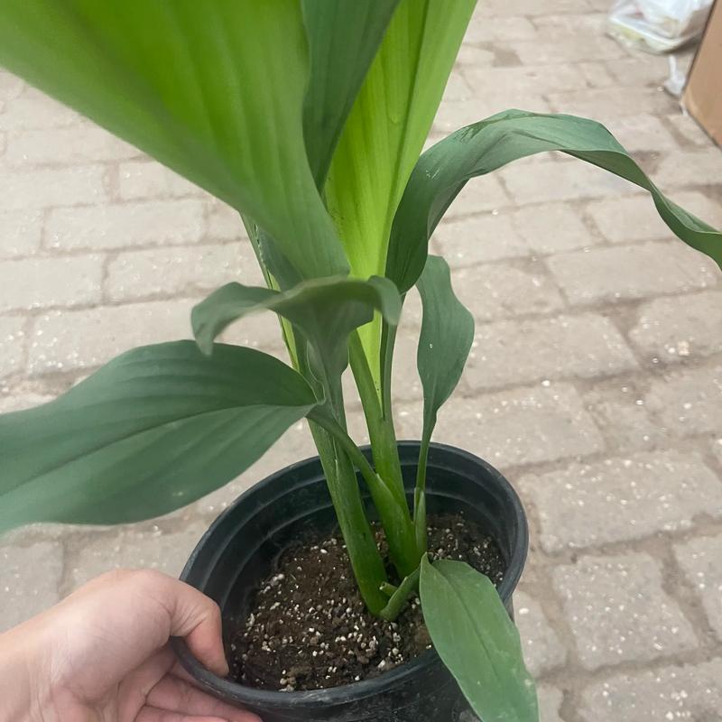 姜荷花怎么养，姜荷花怎么养殖方法-第3张图片-优品飞百科