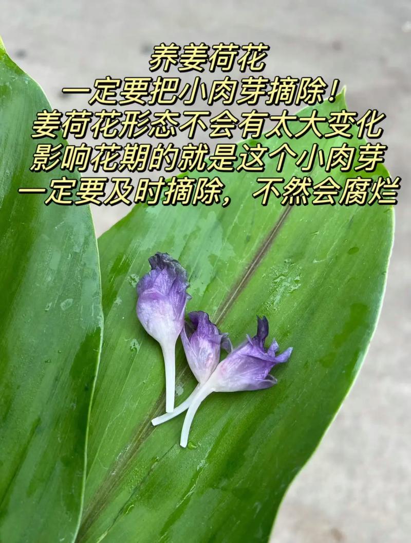 姜荷花怎么养，姜荷花怎么养殖方法-第6张图片-优品飞百科