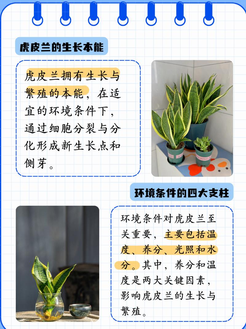 长势好的虎皮兰是怎么养护的，虎皮兰长势快吗？