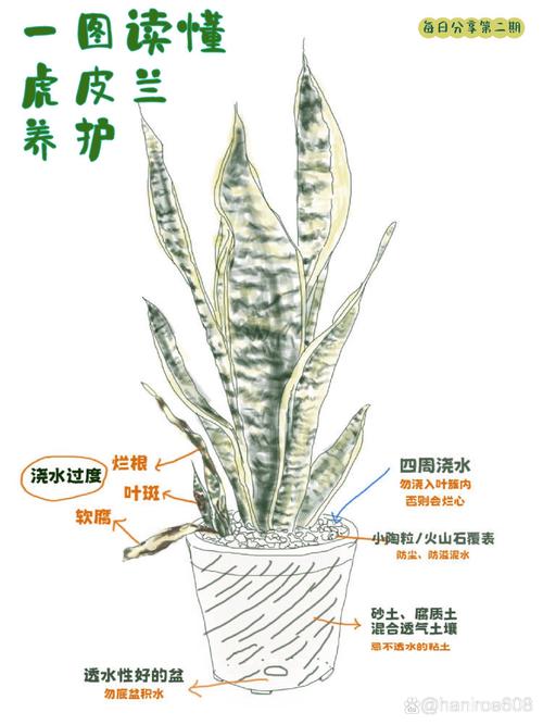 长势好的虎皮兰是怎么养护的，虎皮兰长势快吗？-第4张图片-优品飞百科