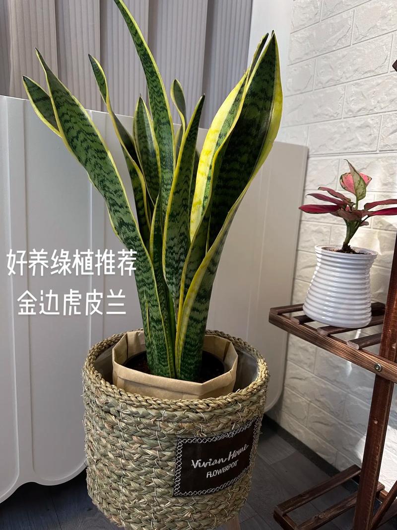 长势好的虎皮兰是怎么养护的，虎皮兰长势快吗？-第3张图片-优品飞百科