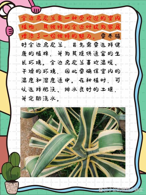 长势好的虎皮兰是怎么养护的，虎皮兰长势快吗？-第5张图片-优品飞百科