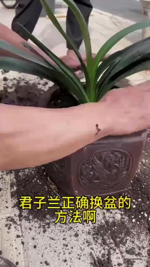 君子兰换盆注意事项，君子兰换盆注意事项土后是否要浇水