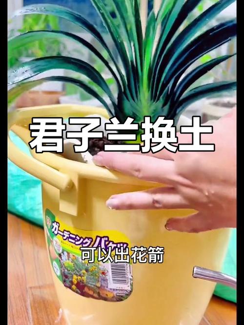 君子兰换盆注意事项，君子兰换盆注意事项土后是否要浇水-第2张图片-优品飞百科