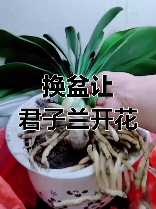 君子兰换盆注意事项，君子兰换盆注意事项土后是否要浇水-第3张图片-优品飞百科