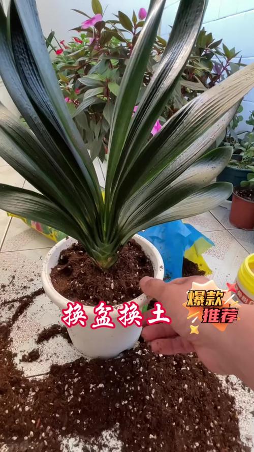 君子兰换盆注意事项，君子兰换盆注意事项土后是否要浇水-第4张图片-优品飞百科