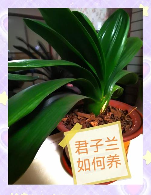 君子兰换盆注意事项，君子兰换盆注意事项土后是否要浇水-第5张图片-优品飞百科