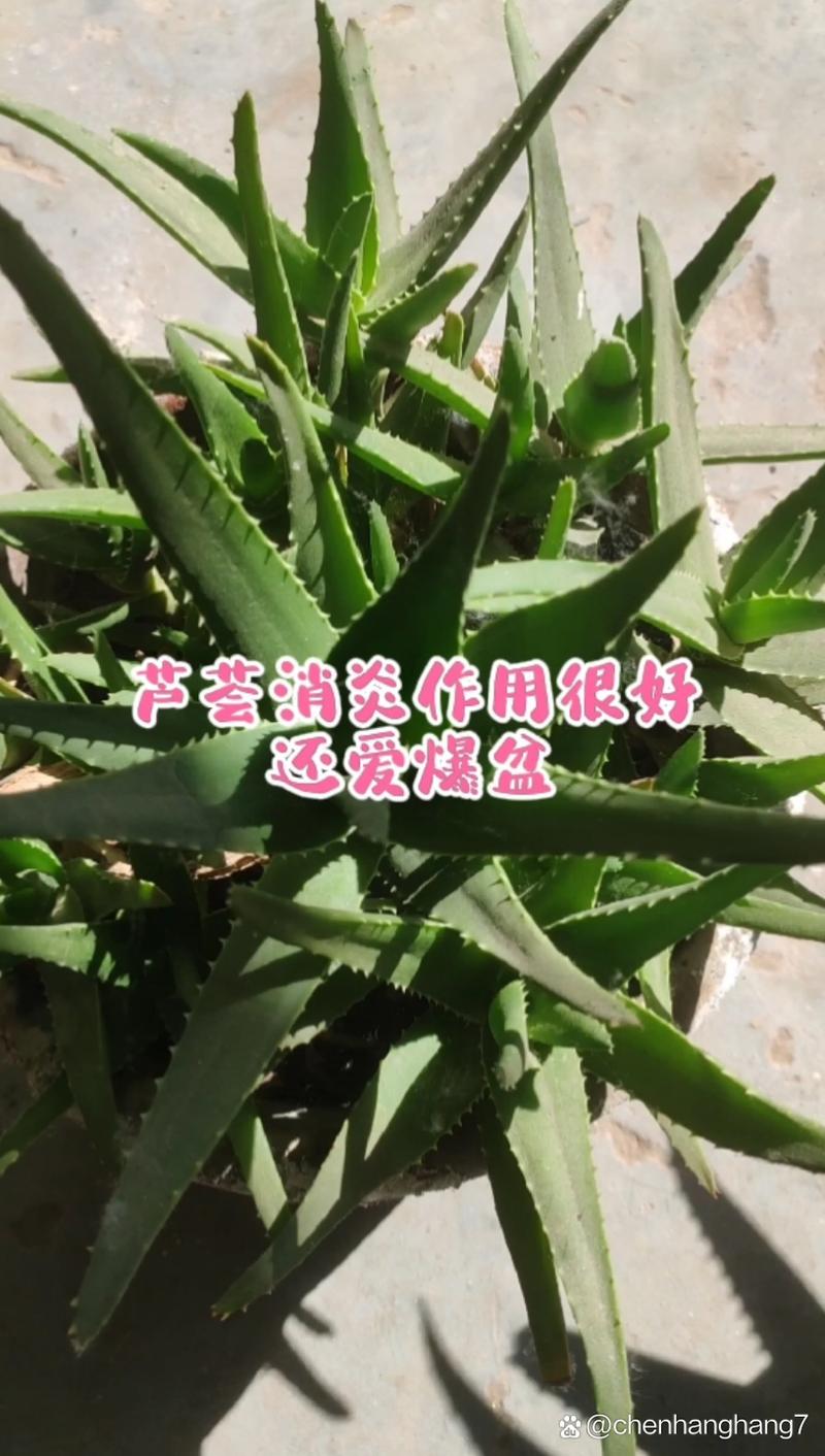 芦荟爆盆太多了怎么办，芦荟爆棚了怎么办