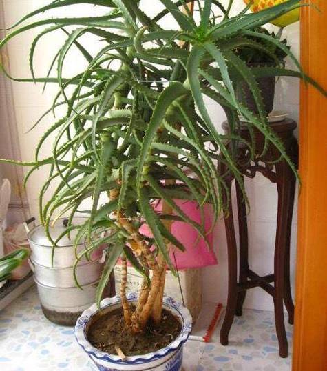 芦荟爆盆太多了怎么办，芦荟爆棚了怎么办-第2张图片-优品飞百科