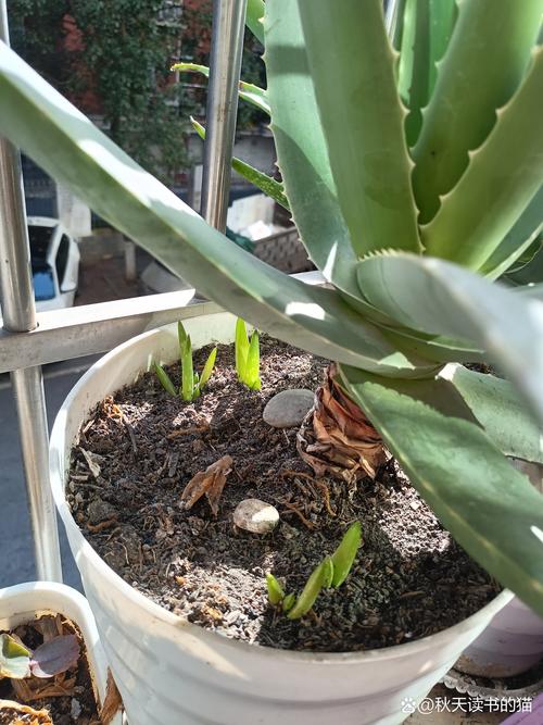 芦荟爆盆太多了怎么办，芦荟爆棚了怎么办-第4张图片-优品飞百科
