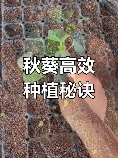 秋葵浇水要注意什么？秋葵多久浇一次水？