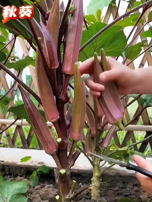 秋葵浇水要注意什么?秋葵多久浇一次水?-第4张图片-优品飞百科 秋葵浇水要注意什么?秋葵多久浇一次水?-第4张图片-优品飞百科