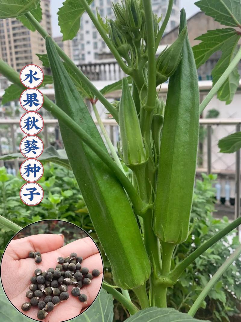 秋葵浇水要注意什么?秋葵多久浇一次水?-第7张图片-优品飞百科 秋葵浇水要注意什么?秋葵多久浇一次水?-第7张图片-优品飞百科