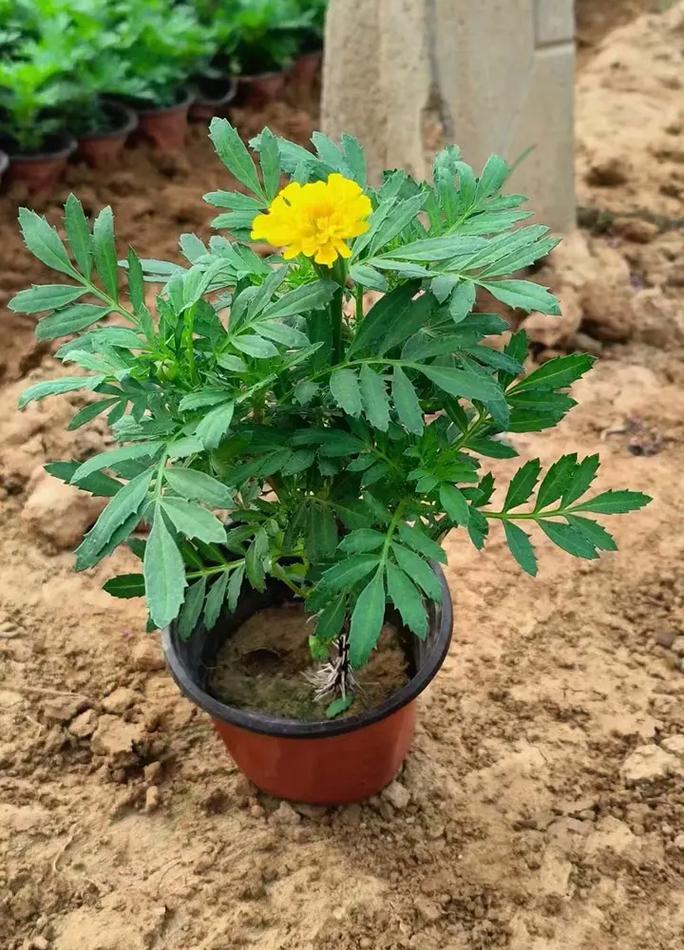 孔雀草种植量，孔雀草种植时间？