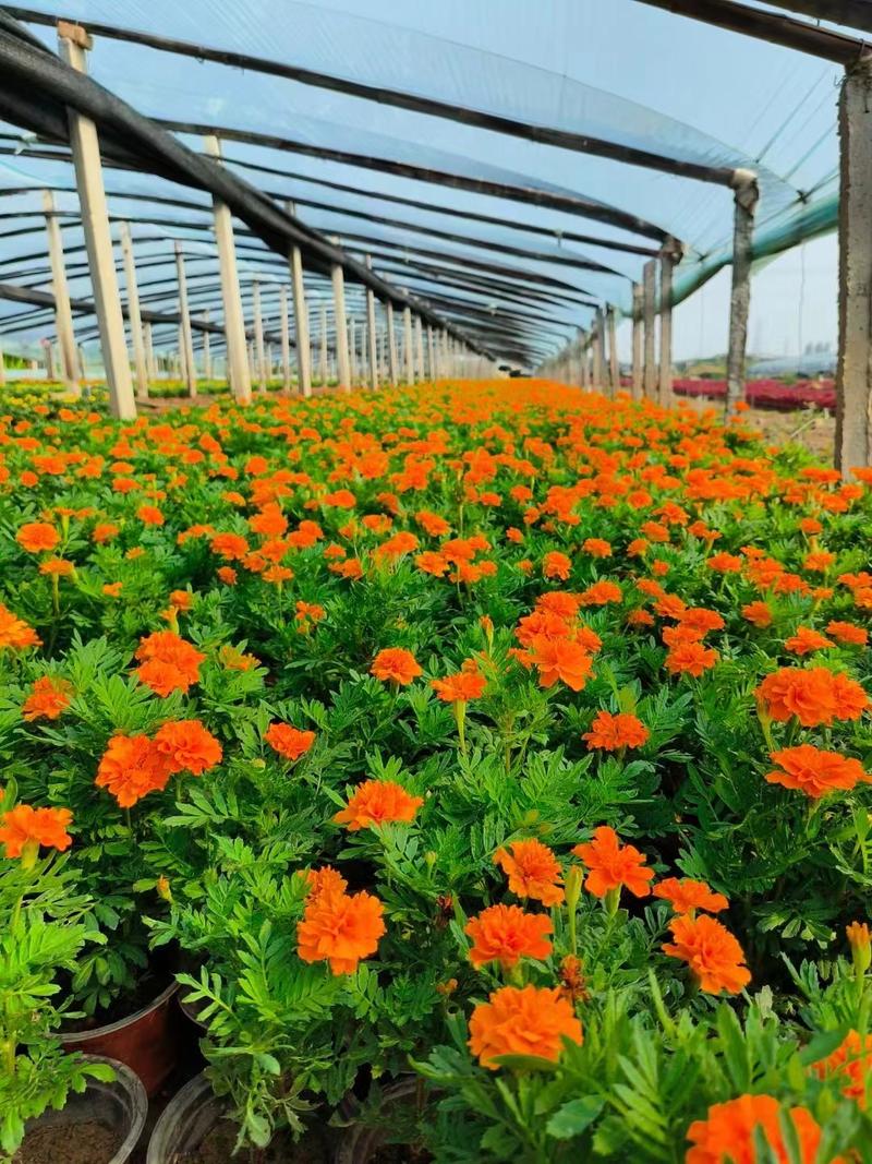 孔雀草种植量，孔雀草种植时间？-第2张图片-优品飞百科