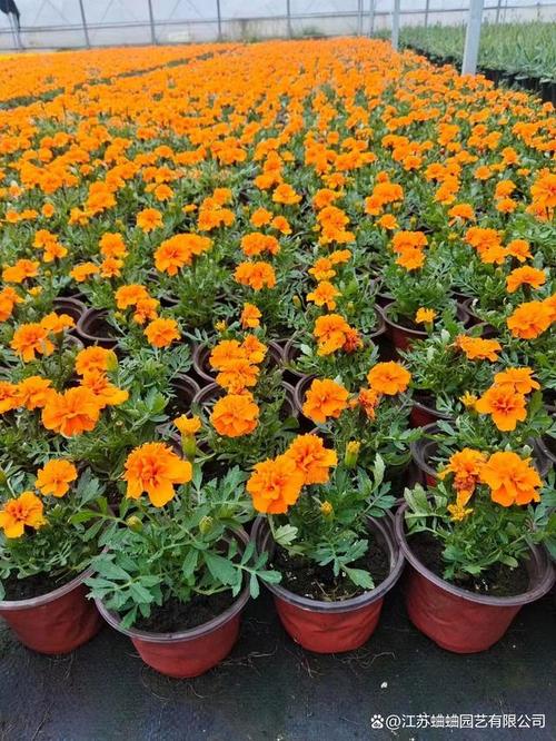 孔雀草种植量，孔雀草种植时间？-第3张图片-优品飞百科