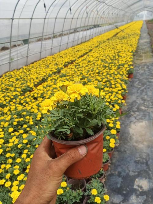 孔雀草种植量，孔雀草种植时间？-第4张图片-优品飞百科