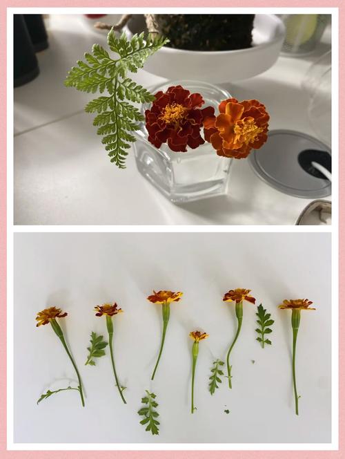孔雀草种植量，孔雀草种植时间？-第5张图片-优品飞百科