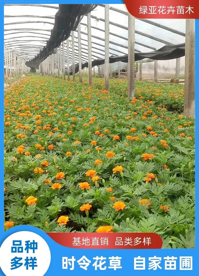 孔雀草种植量，孔雀草种植时间？-第6张图片-优品飞百科