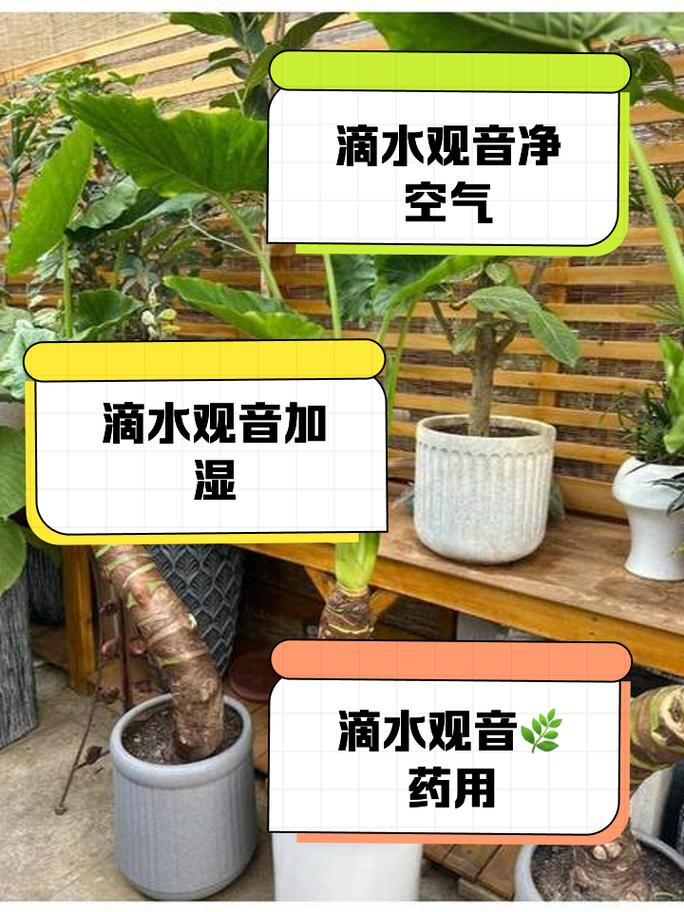 掌上珠怎么养，掌上珠养殖？-第3张图片-优品飞百科