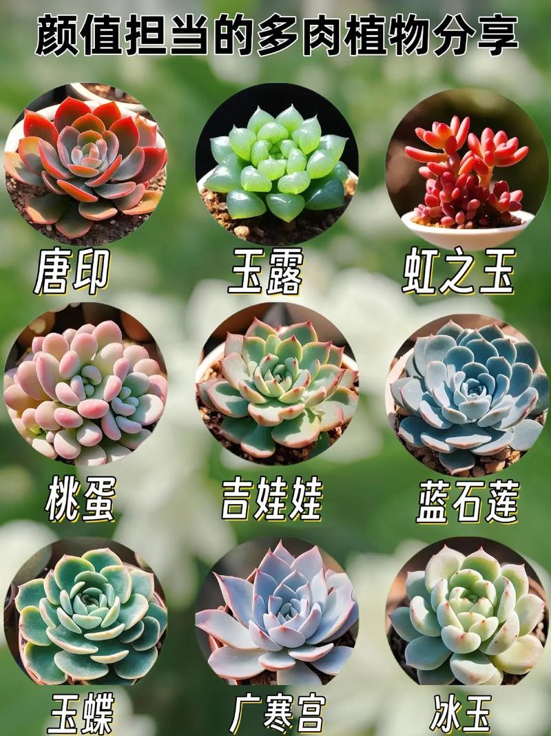 掌上珠怎么养，掌上珠养殖？-第4张图片-优品飞百科