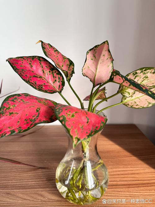 掌上珠怎么养，掌上珠养殖？-第5张图片-优品飞百科