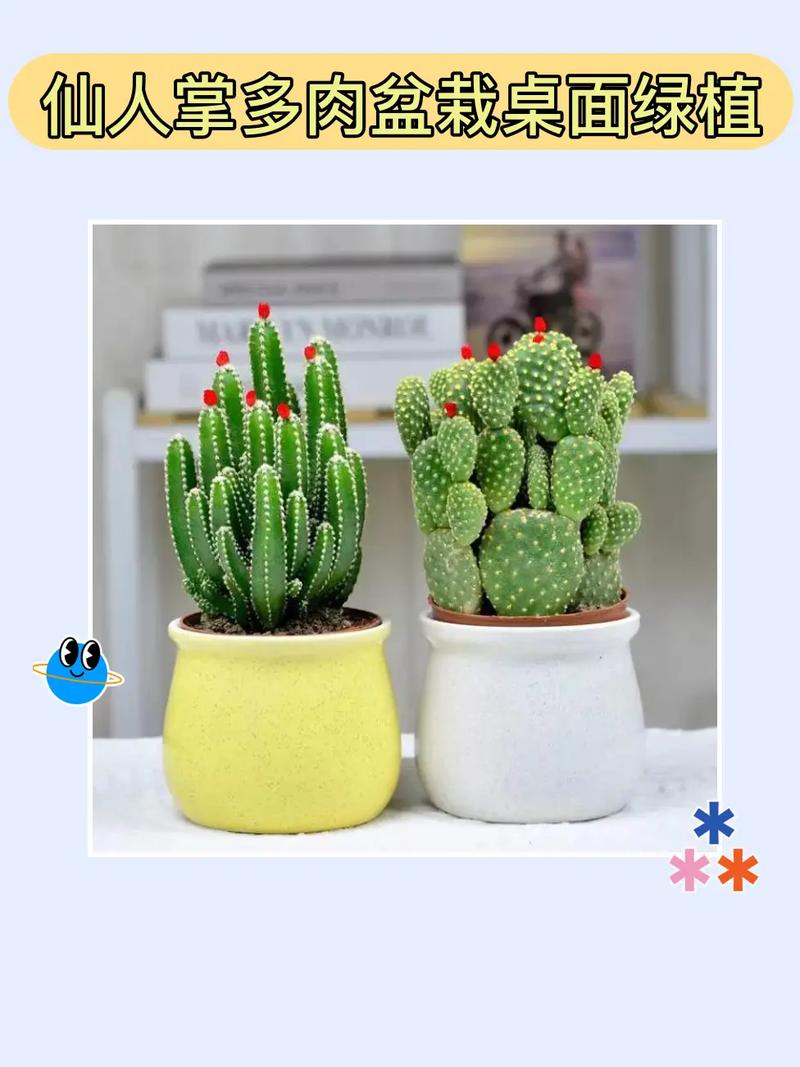 掌上珠怎么养，掌上珠养殖？-第7张图片-优品飞百科