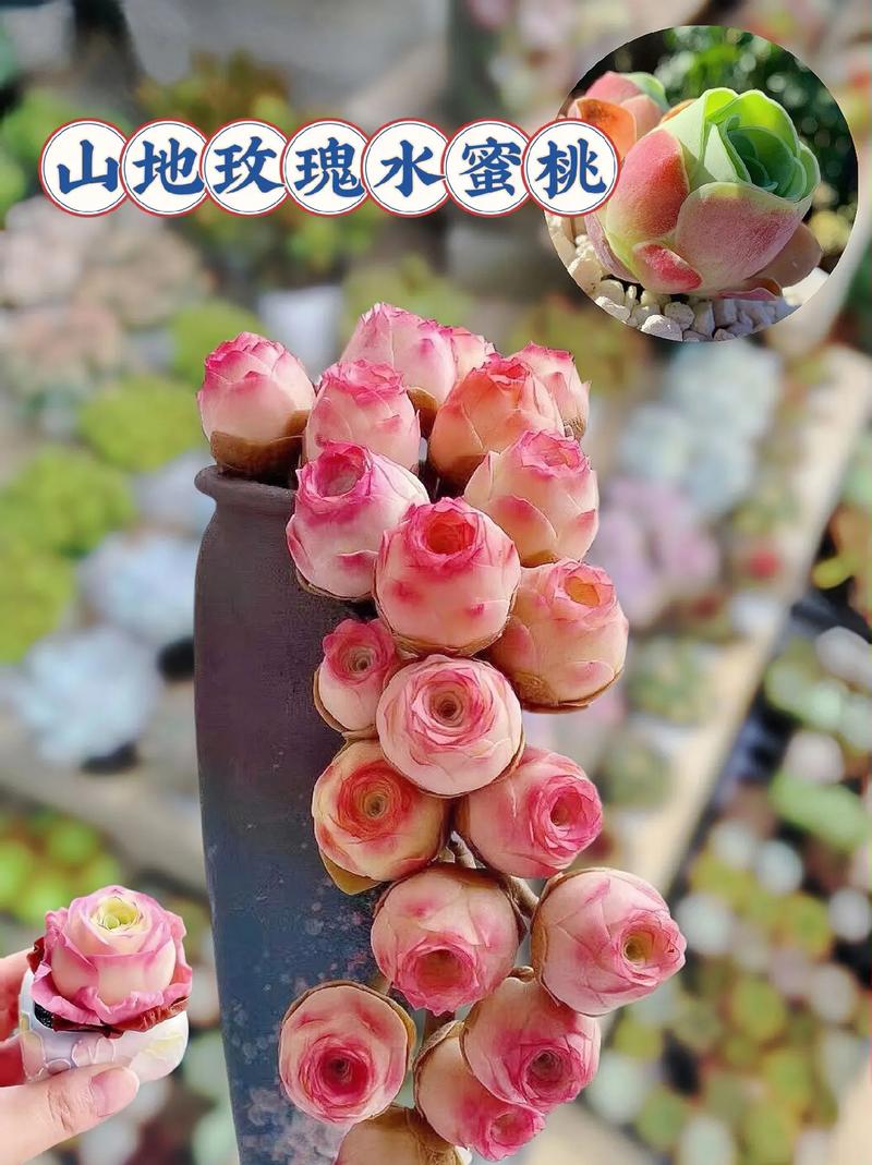 掌上珠怎么养，掌上珠养殖？-第8张图片-优品飞百科