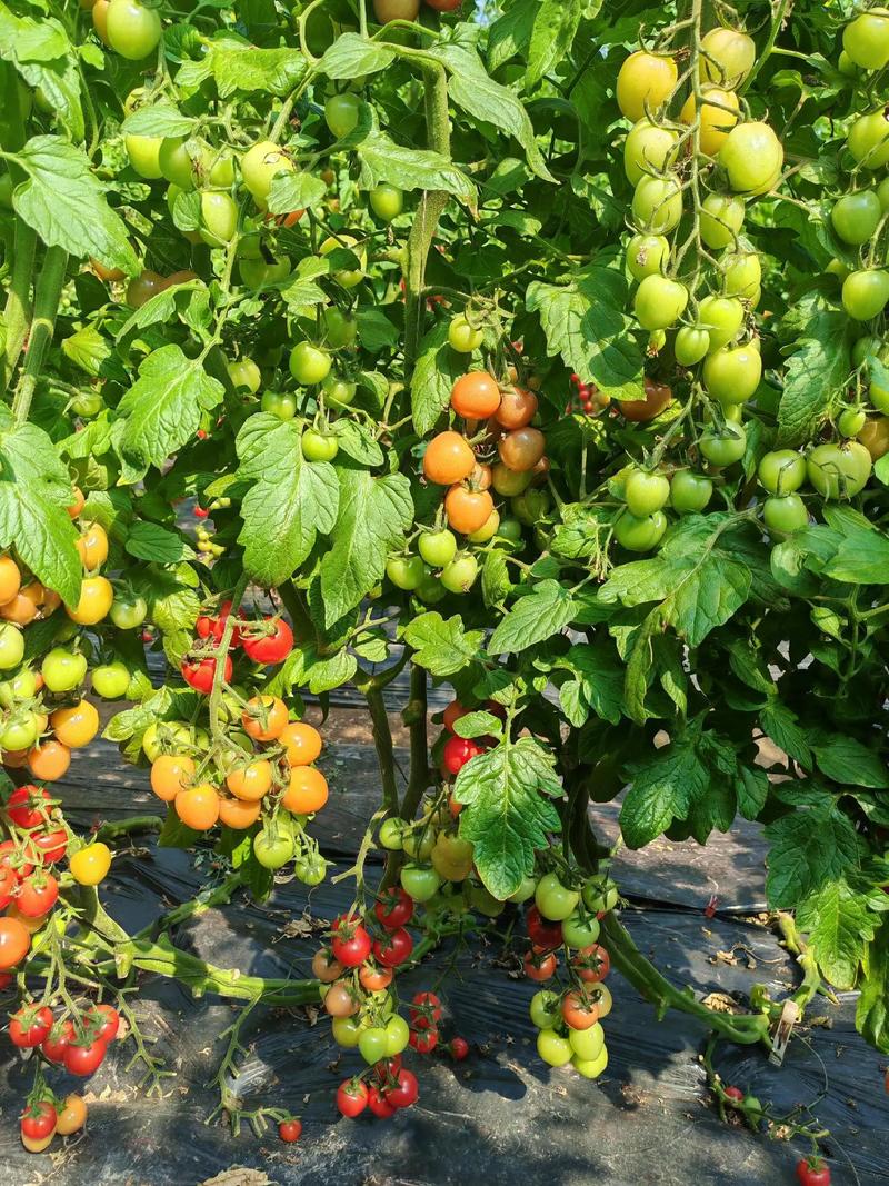 盆栽圣女果的种植方法，盆栽圣女果,怎么才能结出更多果实