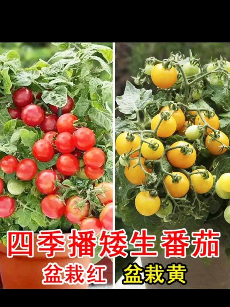 盆栽圣女果的种植方法，盆栽圣女果,怎么才能结出更多果实-第2张图片-优品飞百科