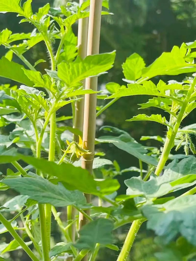 盆栽圣女果的种植方法，盆栽圣女果,怎么才能结出更多果实-第3张图片-优品飞百科