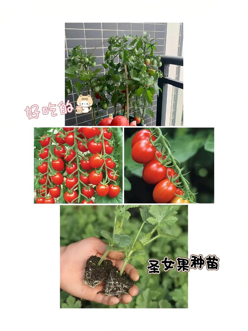 盆栽圣女果的种植方法，盆栽圣女果,怎么才能结出更多果实-第4张图片-优品飞百科