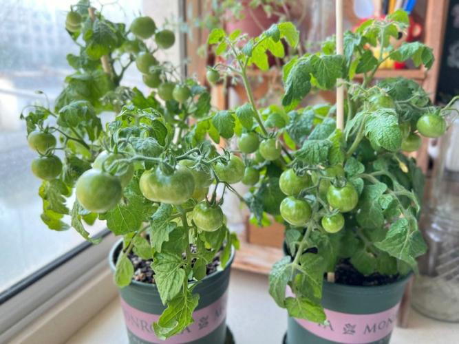 盆栽圣女果的种植方法，盆栽圣女果,怎么才能结出更多果实-第5张图片-优品飞百科