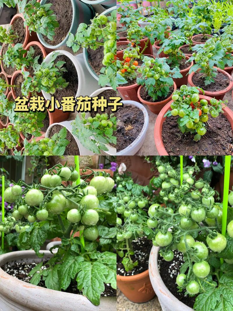 盆栽圣女果的种植方法，盆栽圣女果,怎么才能结出更多果实-第6张图片-优品飞百科