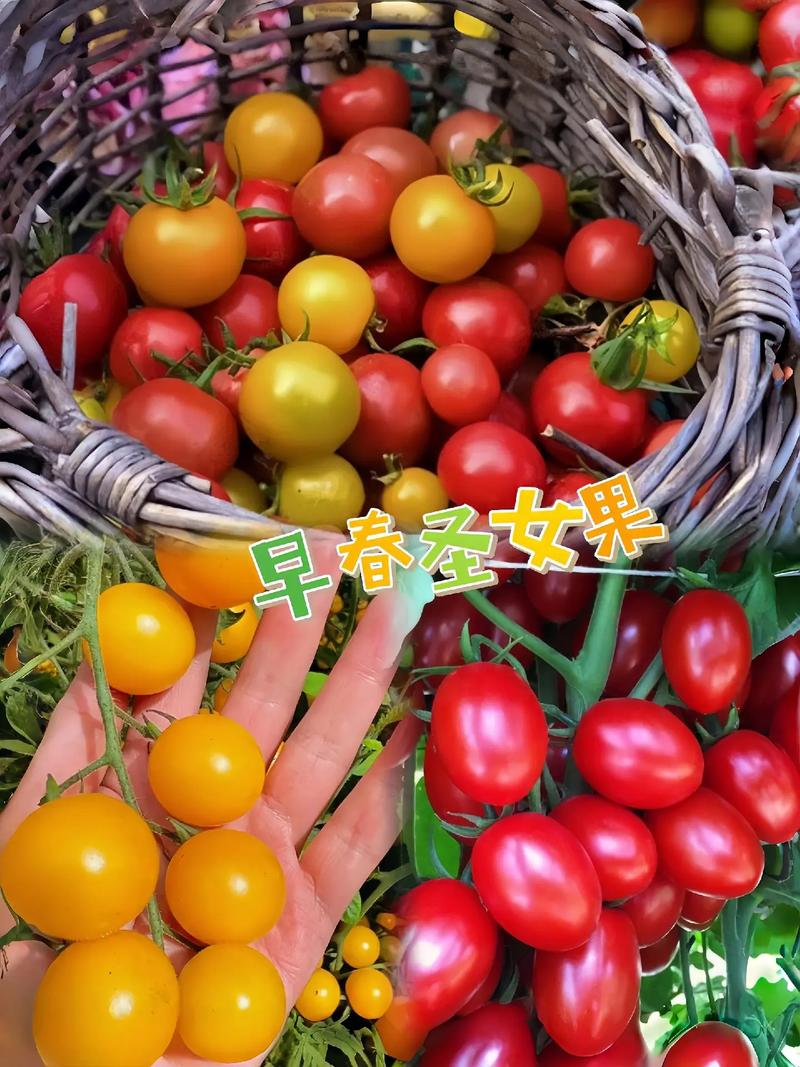 盆栽圣女果的种植方法，盆栽圣女果,怎么才能结出更多果实-第7张图片-优品飞百科