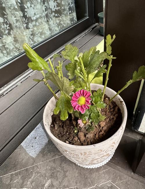 雏菊开花后怎么处理，雏菊开完花后明年还开吗