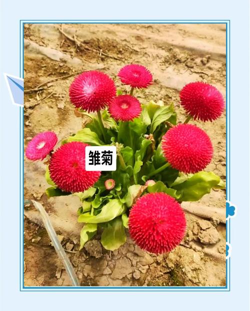 雏菊开花后怎么处理,雏菊开完花后明年还开吗-第2张图片-优品飞百科 雏菊开花后怎么处理,雏菊开完花后明年还开吗-第2张图片-优品飞百科