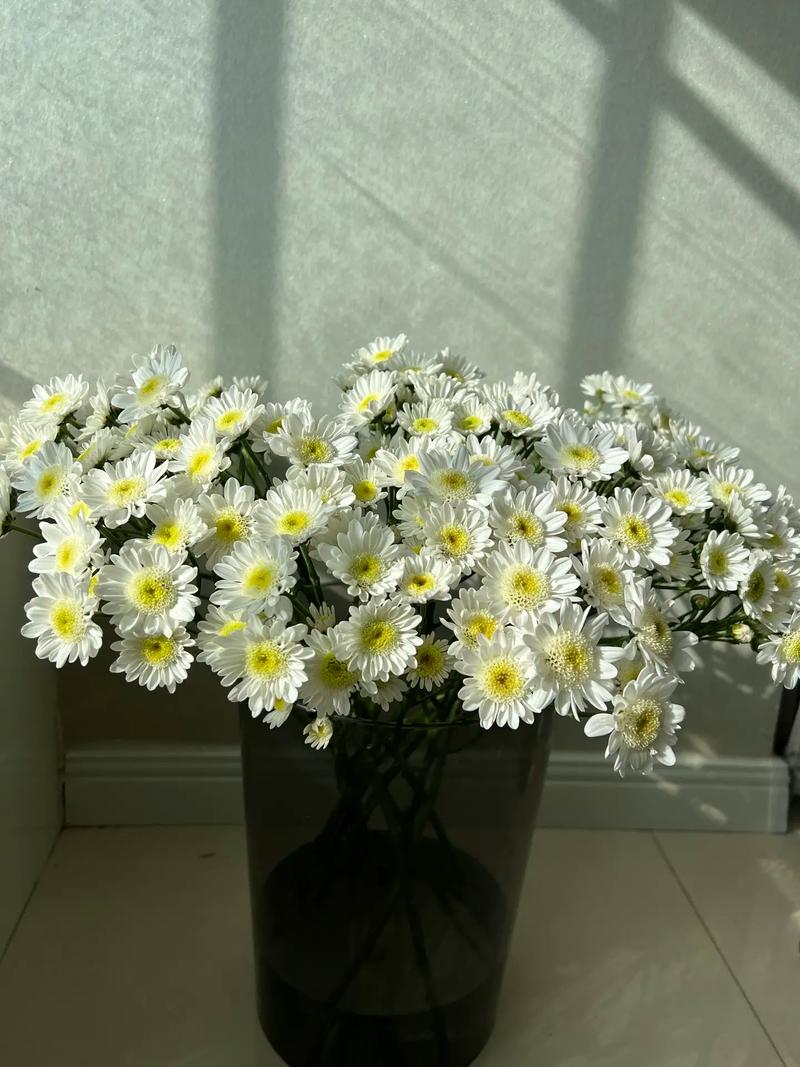 雏菊开花后怎么处理,雏菊开完花后明年还开吗-第3张图片-优品飞百科 雏菊开花后怎么处理,雏菊开完花后明年还开吗-第3张图片-优品飞百科