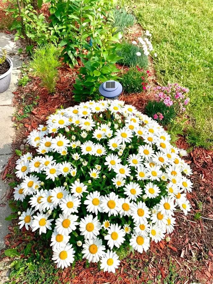 雏菊开花后怎么处理,雏菊开完花后明年还开吗-第4张图片-优品飞百科 雏菊开花后怎么处理,雏菊开完花后明年还开吗-第4张图片-优品飞百科