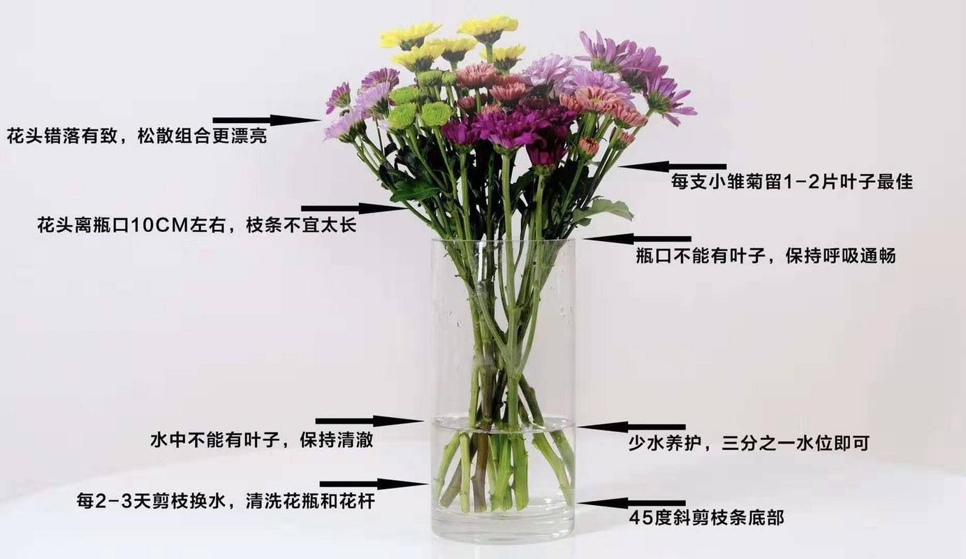 雏菊开花后怎么处理,雏菊开完花后明年还开吗-第5张图片-优品飞百科 雏菊开花后怎么处理,雏菊开完花后明年还开吗-第5张图片-优品飞百科
