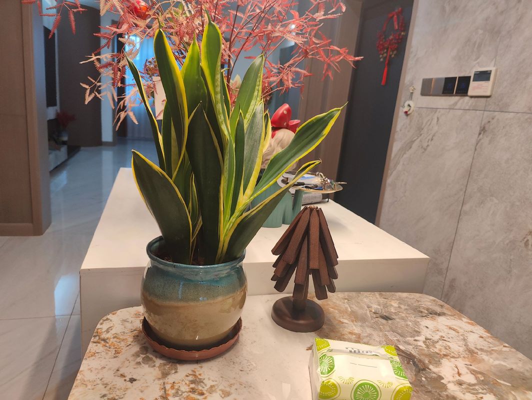 雪绒花的养殖方法和注意事项，雪绒花养殖方法及图片？