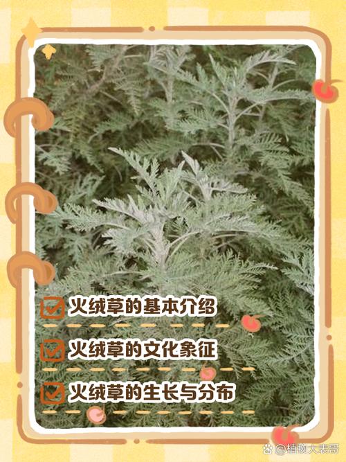 雪绒花的养殖方法和注意事项,雪绒花养殖方法及图片?-第3张图片-优品飞百科 雪绒花的养殖方法和注意事项,雪绒花养殖方法及图片?-第3张图片-优品飞百科