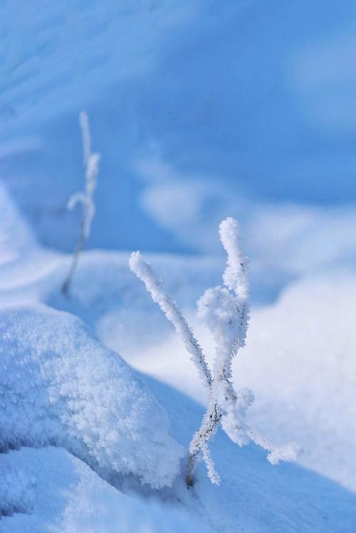 雪绒花的养殖方法和注意事项,雪绒花养殖方法及图片?-第4张图片-优品飞百科 雪绒花的养殖方法和注意事项,雪绒花养殖方法及图片?-第4张图片-优品飞百科