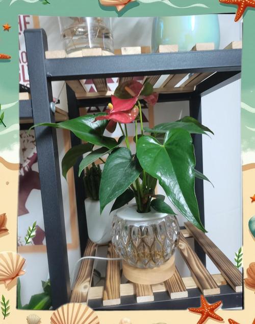 什么样的红掌适合水培,水培红掌的寓意?-第1张图片-优品飞百科 什么样的红掌适合水培,水培红掌的寓意?-第1张图片-优品飞百科