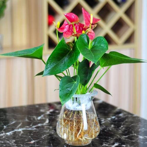 什么样的红掌适合水培,水培红掌的寓意?-第3张图片-优品飞百科 什么样的红掌适合水培,水培红掌的寓意?-第3张图片-优品飞百科