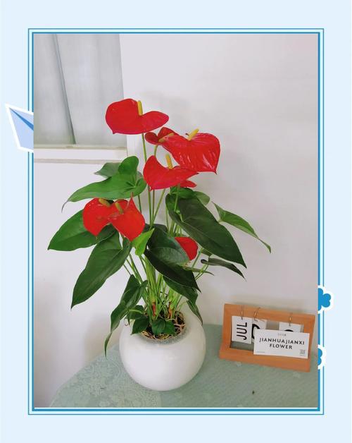 什么样的红掌适合水培,水培红掌的寓意?-第4张图片-优品飞百科 什么样的红掌适合水培,水培红掌的寓意?-第4张图片-优品飞百科