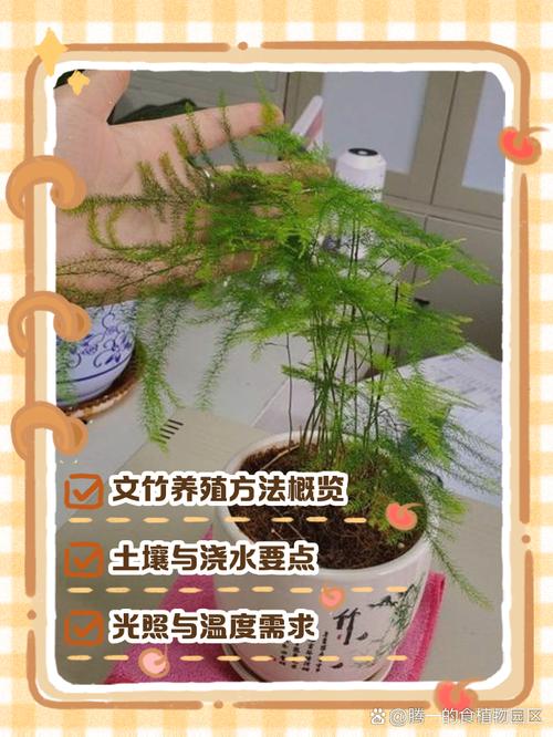 文竹土养好还是水养好,文竹水培和土培哪个好养?-第2张图片-优品飞百科 文竹土养好还是水养好,文竹水培和土培哪个好养?-第2张图片-优品飞百科