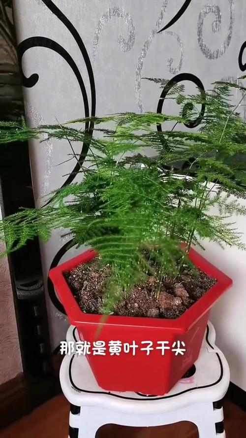 文竹土养好还是水养好，文竹水培和土培哪个好养？